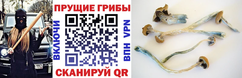 Купить  Осташков  Псилоцибиновые грибы мицелий 